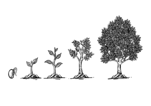 Trees at different stages of growth representing Personal Evolution by Alfredo Álvarez-Frías the Lifestyle Pill Coach